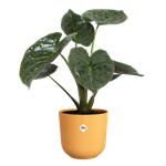 jazz rond 30cm jaune ambré